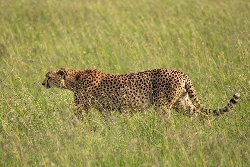 Maasai Mara Cultural Encounter in Kenya